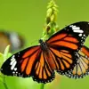 Foto de perfil: Encantos da Natureza
