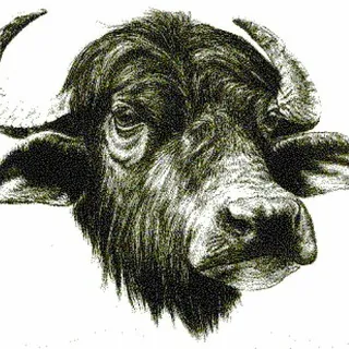Bufalegram - Canale Telegram