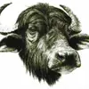 immagine profilo del channel telegram di Bufalegram