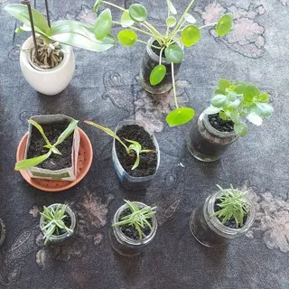 🌿 Share your plants! - Erfurt - Gruppe Telegram