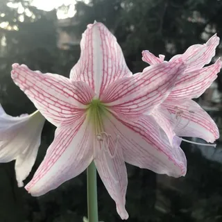 Piante, Fiori & Giardinaggio - Canale Telegram