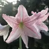 immagine profilo del channel telegram di Piante, Fiori & Giardinaggio