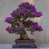 Profile picture: 🌳 Bonsay Tech - Arseni 🔎 IT resources provider