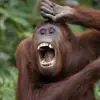 immagine profilo del channel telegram di Risate, coccole e dintorni...
