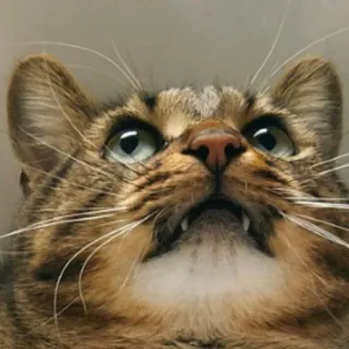 LeChatMaurice🐱 - Canale Telegram