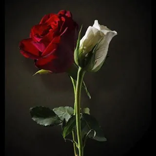 عبارات راقيه.😍😍2 - قناة Telegram