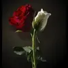 صورة الملف الشخصي: عبارات راقيه.😍😍2
