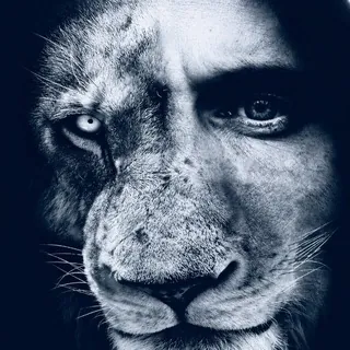 LION Media - Canale Telegram