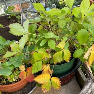 🌿 Share your plants! - Jena - Gruppe Telegram