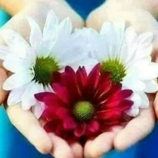 🌿مقتطفـــات🌿 - قناة Telegram