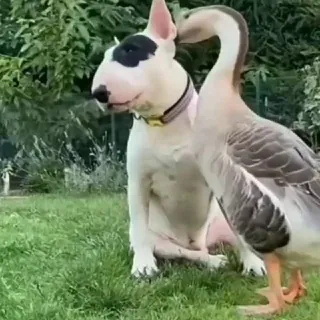 Bichos Fofos - Canal Telegram