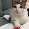 Profile picture: Learn RCRussian Chat