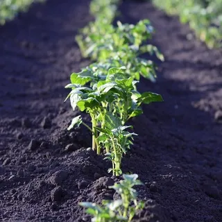 Huerto ecológico 🌱 - Canal Telegram