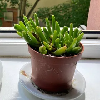 🌴Share your plants! - Weimar - Gruppe Telegram
