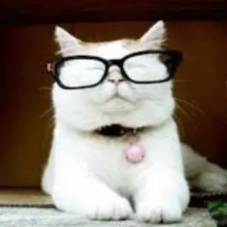 Catturd ™ - Channel Telegram