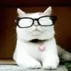 Profile picture: Catturd ™