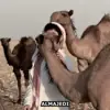 صورة الملف الشخصي: 𝗔𝗟𝗠𝗔𝗝𝗘𝗗𝗜 .