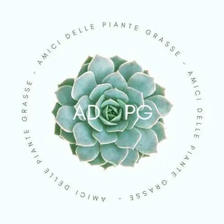 PIANTE GRASSE 🌵 & i suoi amici