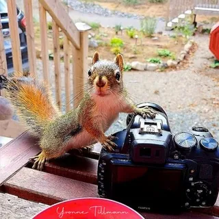 Yvonnes Tier- und Naturfotografie🦋🌸🌿🐿🌼☘️🦅 - Kanal Telegram