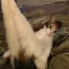 immagine profilo del channel telegram di Gatti secsi