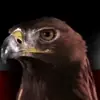 Profilbild: GlobalPatriots