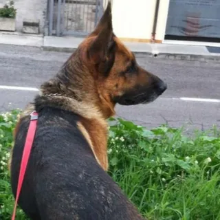 Animali ganzi - Canale Telegram