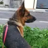 immagine profilo del channel telegram di Animali ganzi