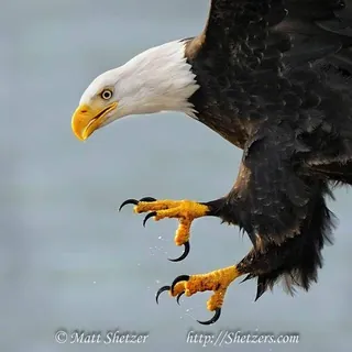 EAGLE TALQNS - Kanal Telegram