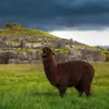 immagine profilo del channel telegram di Animali grami