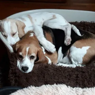 Tutto 🅰️🅰️Animali - Bot Telegram