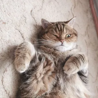 Коты и кошка Крамника - Канал Telegram