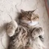 Фото профиля: Коты и кошка Крамника