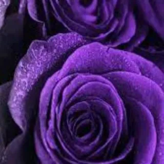 تـٌـٌٌـنـِِـِـاهيد ⁦🎶🎵 - بوت Telegram
