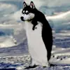 immagine profilo del channel telegram di Meme & Cazzate