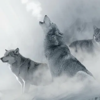 Ruf des Weißen Wolfes - Kanal Telegram