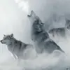 Profilbild: Ruf des Weißen Wolfes