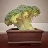 immagine profilo del group telegram di Bonsai Italia 🌳🇮🇹
