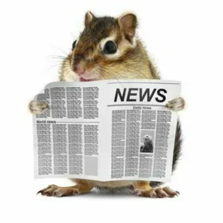 Il Ratto Quotidiano - Canale Telegram