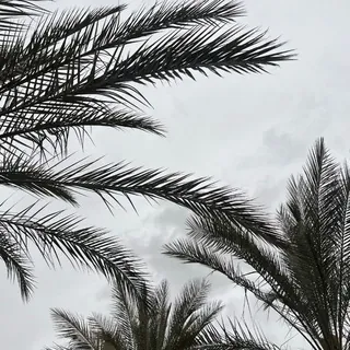 ? - قناة Telegram