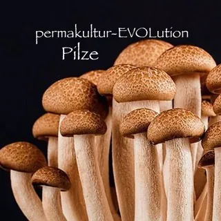 Perma-Pilz 🍄 - Gruppe Telegram