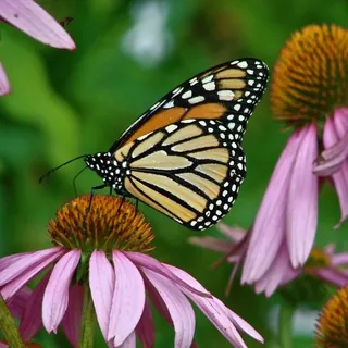 🌱Brahma–Living 💎 Mehr als "nur" Natur🌱 - Kanal Telegram
