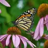 Profilbild: 🌱Brahma–Living 💎 Mehr als "nur" Natur🌱