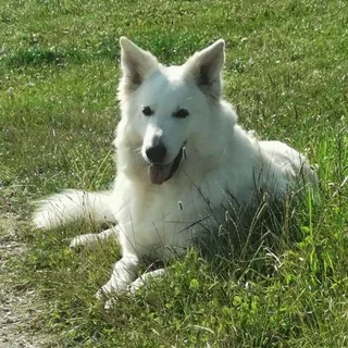 Lustige Tiervideos + Bilder by Louis Excalibur - Gruppo Telegram