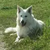 immagine profilo del group telegram di Lustige Tiervideos + Bilder by Louis Excalibur