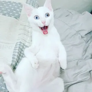 Memes Telegram - Canal Telegram