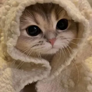 مَعلِش . - قناة Telegram