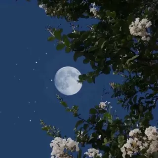 - عَينْ - قناة Telegram