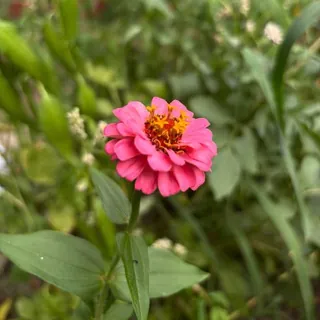 الـحـ🌸ـلـقـة📖الـقـ💗ـرآنيـة🌿 - قناة Telegram