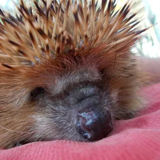 🦔 Igel Buzz 🦔 - Kanal Telegram
