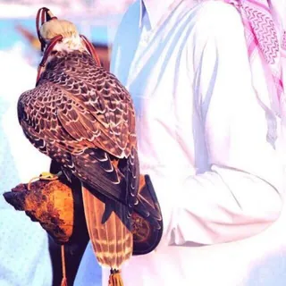 شـيـلاتــ Mp3 ♪ - قناة Telegram